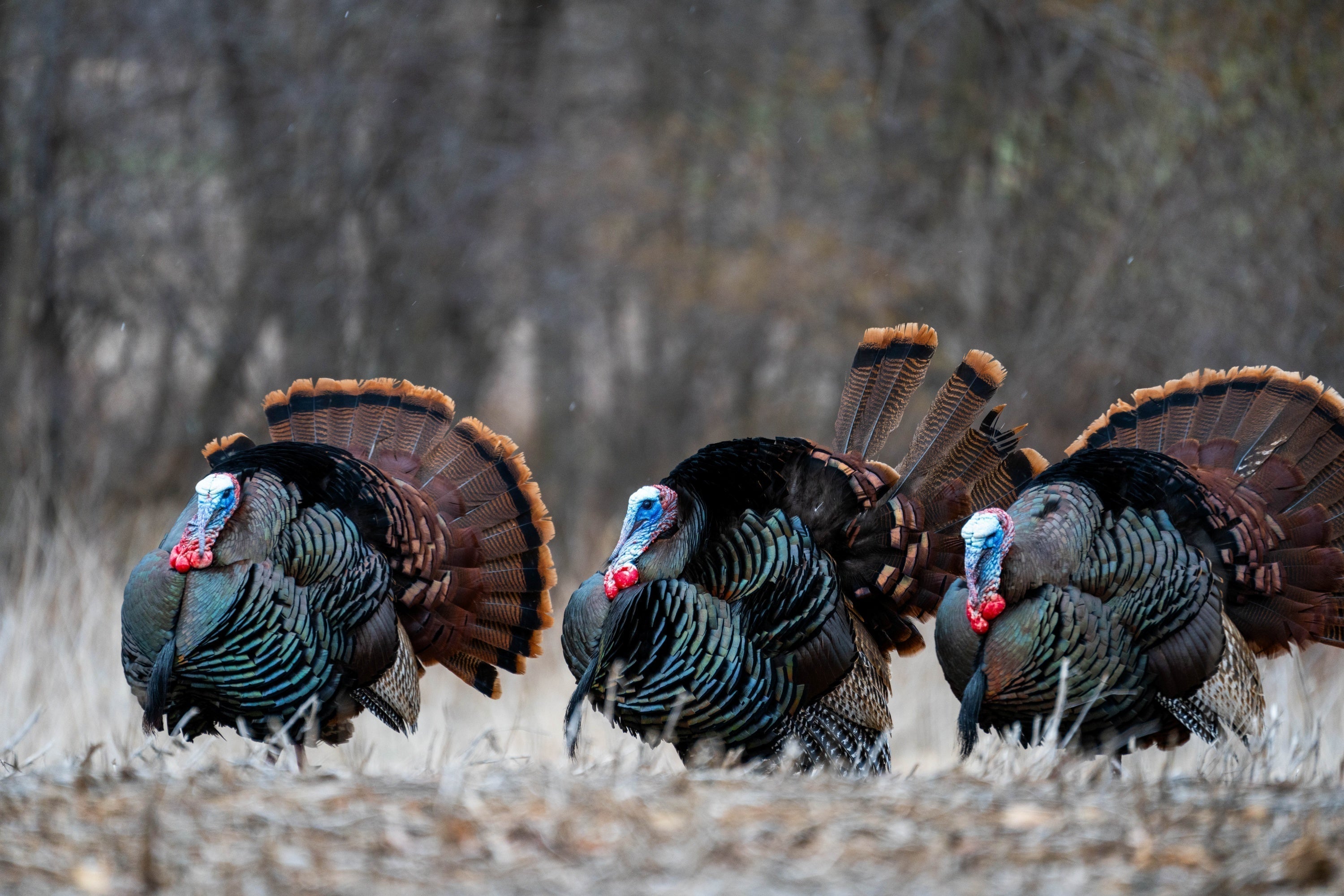 Spring Turkey Hunting: Real Tips from the Field