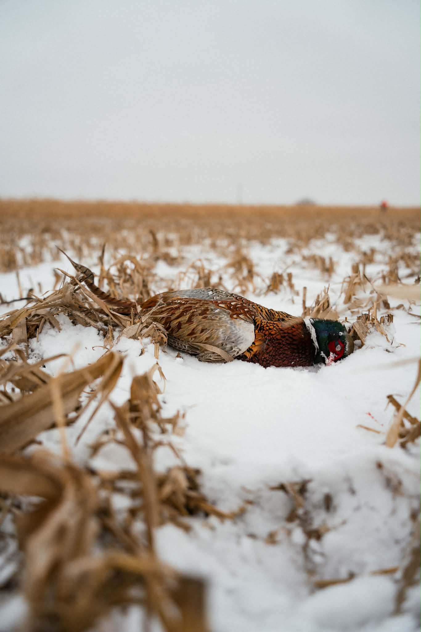 Long Live Tradition: Chasing Roosters in Legendary South Dakota