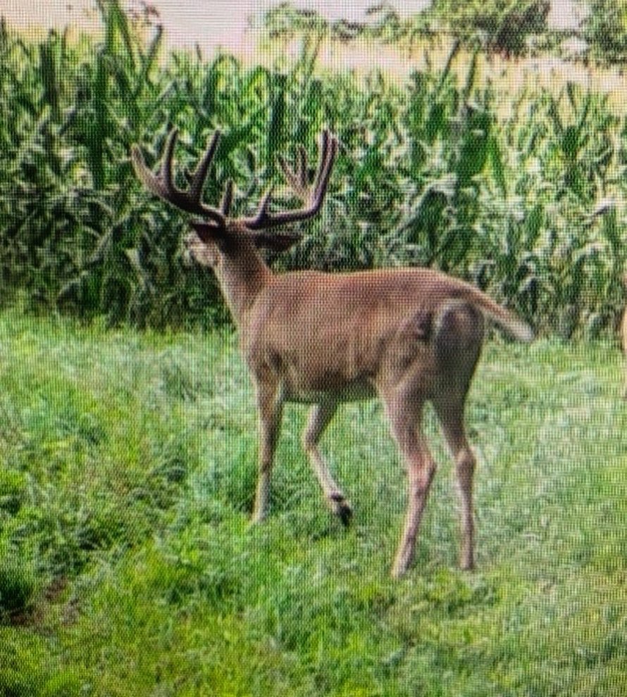 Halloween Strategy: Trick or Tenderloin? - River Brothers Outfitters